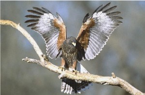 Aquila