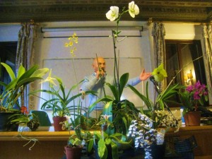Orchidee - Graziano Grando